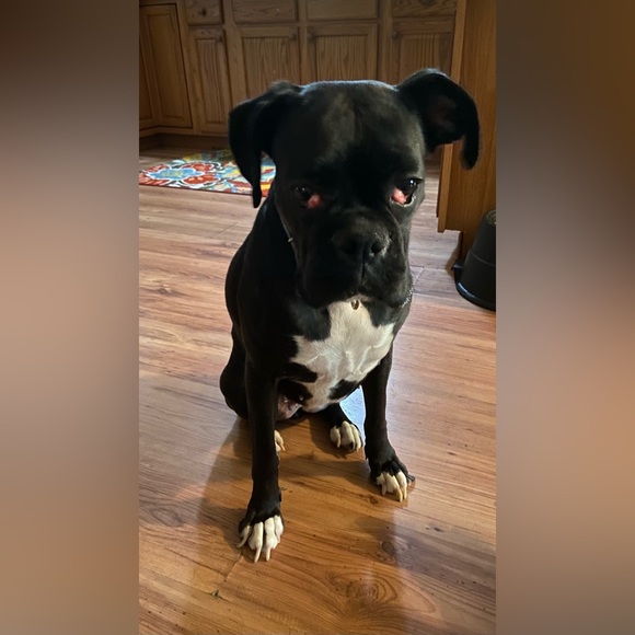 Meet your Posher, Lolly - Picture 2 of 16